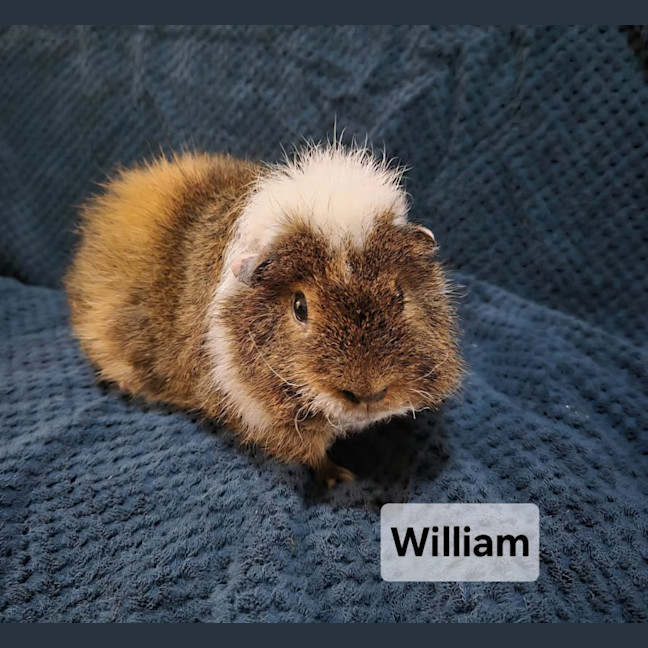 Photo of William (Desexed)