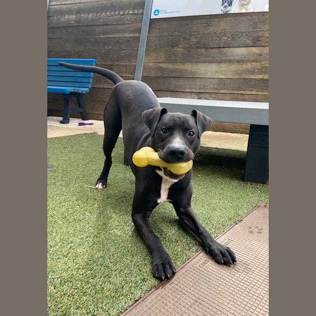 Photo of Bullet