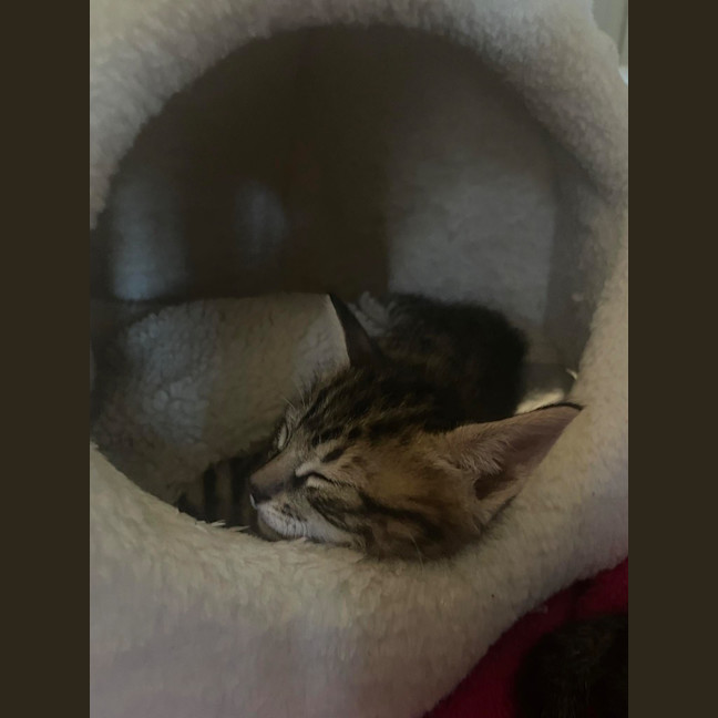 Photo of Kaos (Khan)