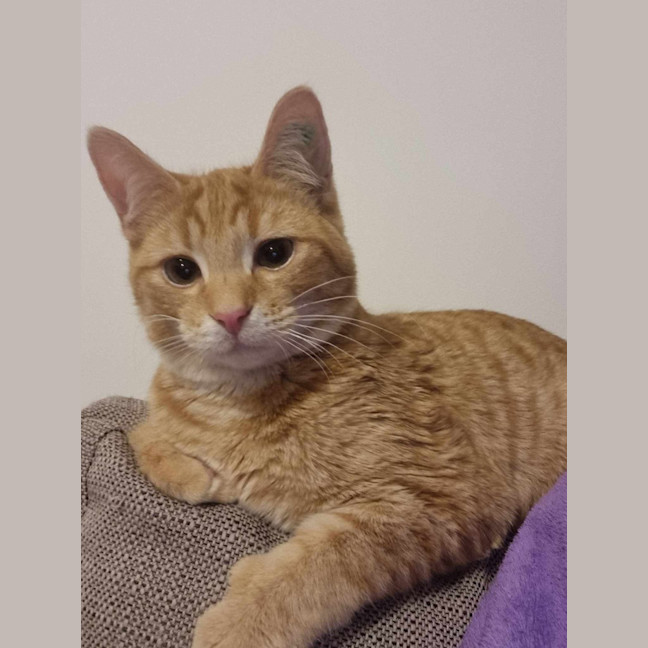 Photo of Thor