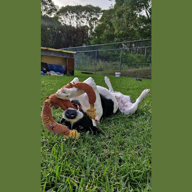 Photo of Dozer