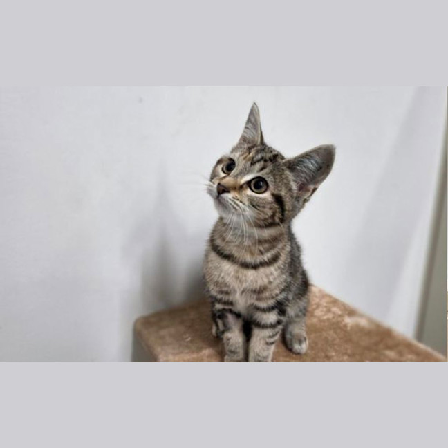 Photo of Toffee