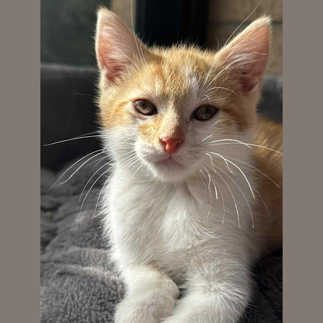 Photo of Gatsby   In Foster Care In Cranbourne