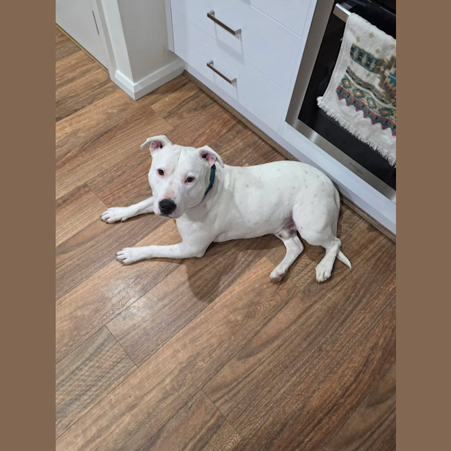 Photo of Corny (Cornelius)