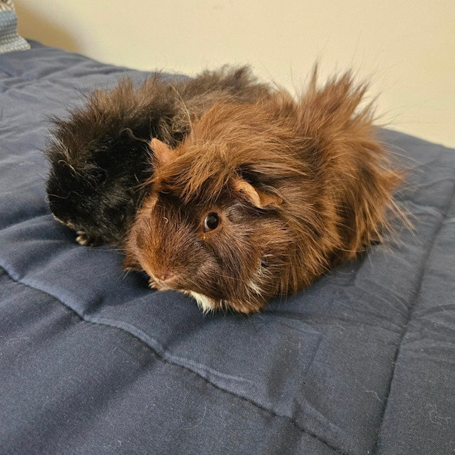 Photo of Fred & Barney