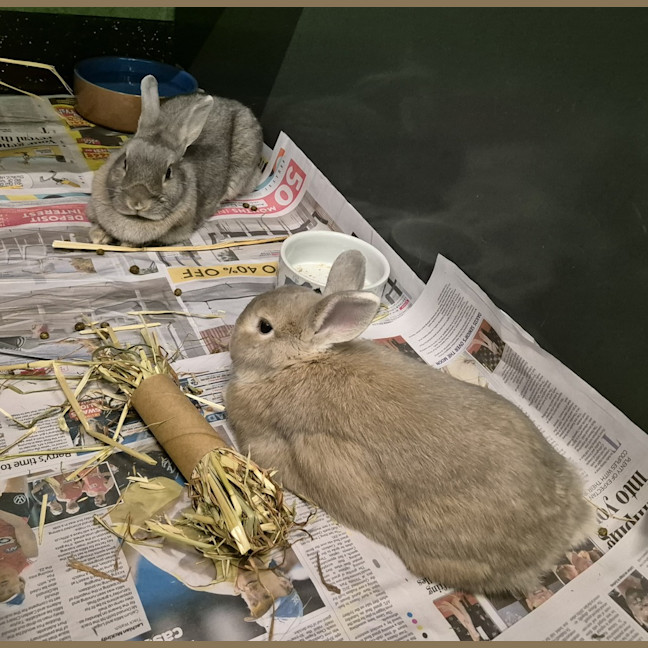 Photo of Casper (Bonded With Ghost)
