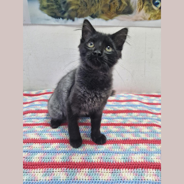 Photo of Matteo   Mowbray