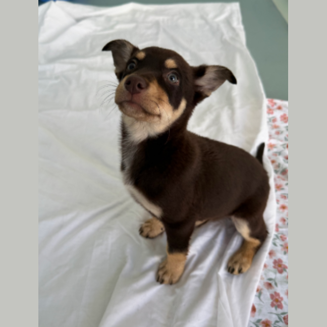 Photo of Rosie