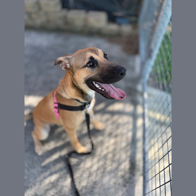 Photo of Peanut