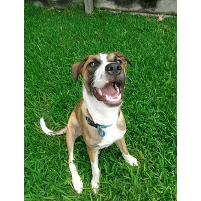 Photo of Guinness *$350 Adoption Fee*