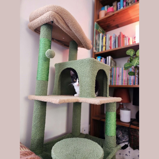 Photo of Daisy