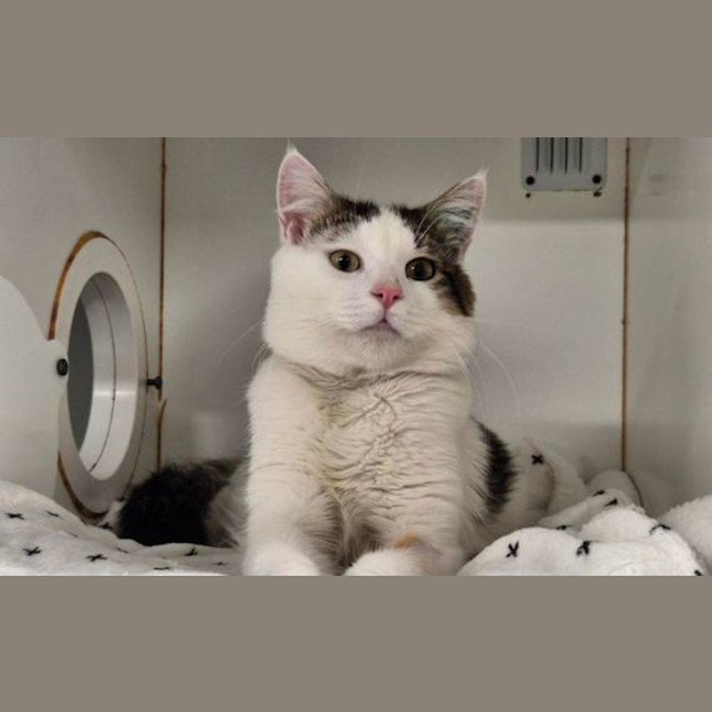 Photo of Snowy