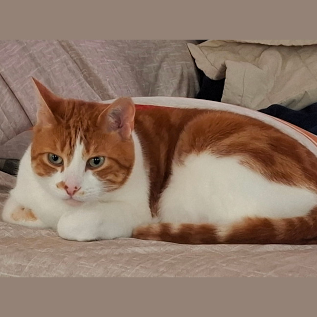 Photo of Hamish