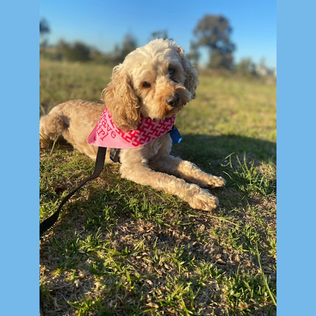 Photo of Bessie
