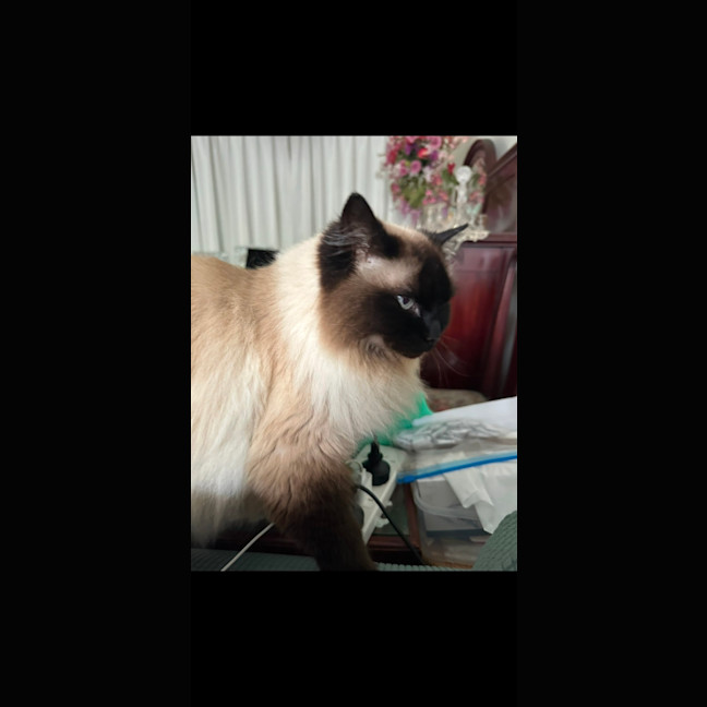 Photo of Clyde 