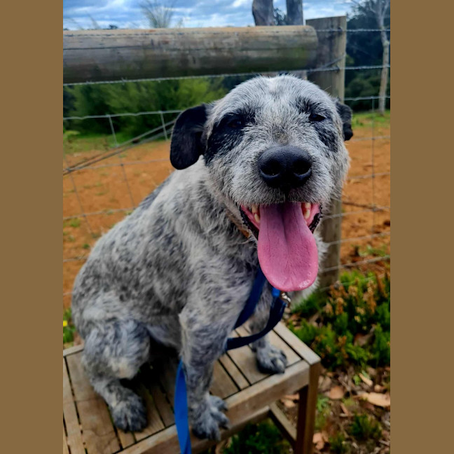 Photo of Scruffy