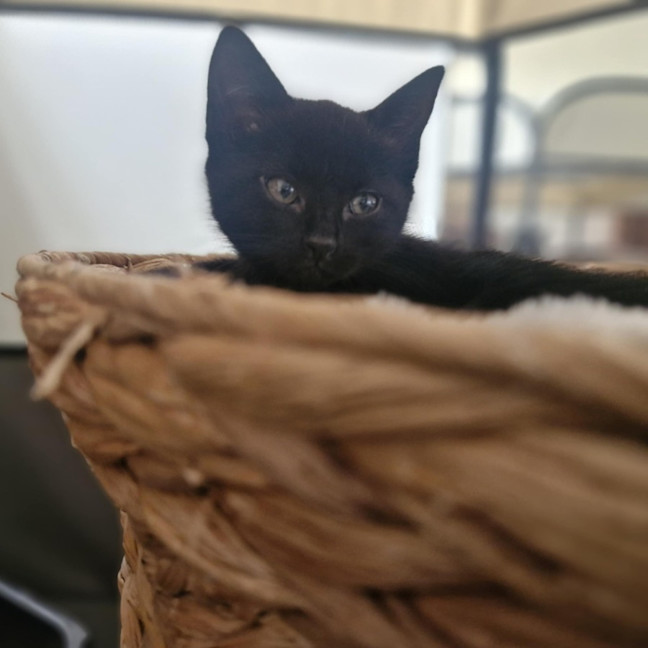 Photo of Minerva   Located In Wallan