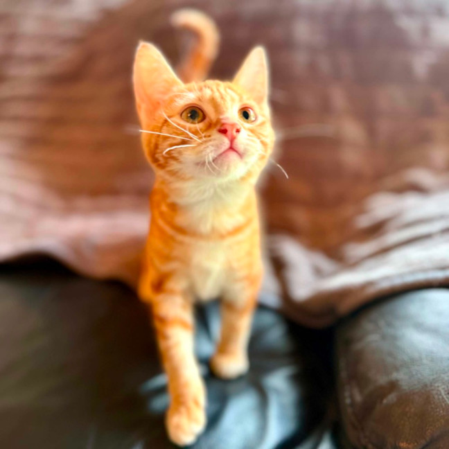 Photo of Puddles   In Foster Care In Templestowe