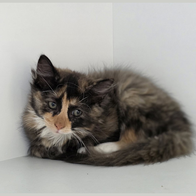 Photo of Padme