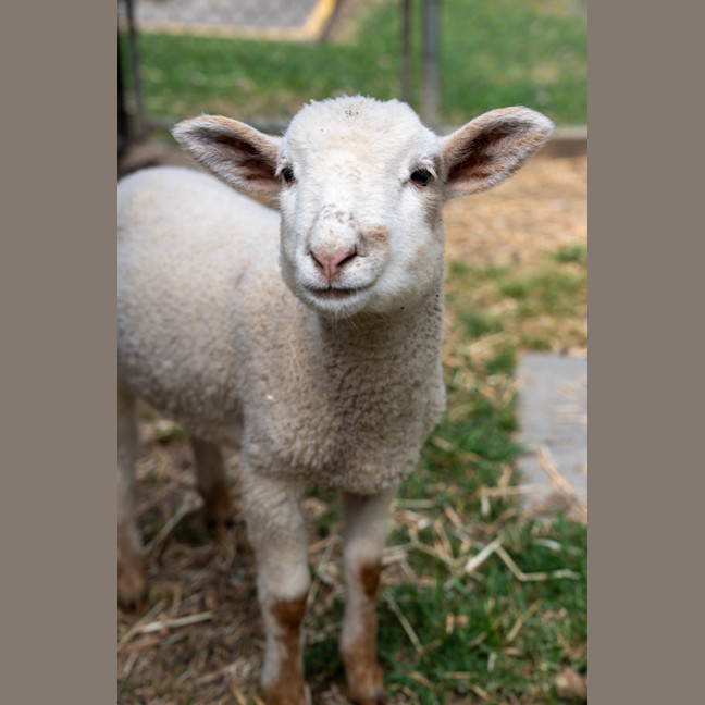 Photo of Lamborghini