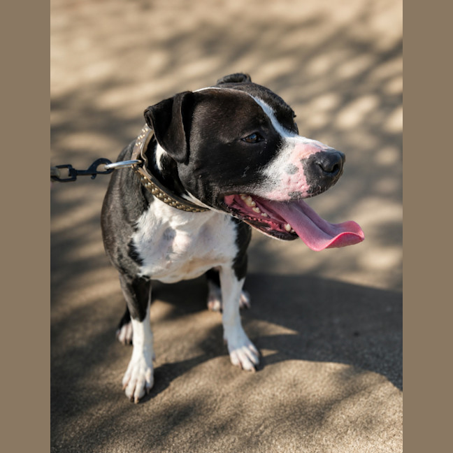 Photo of Maverick