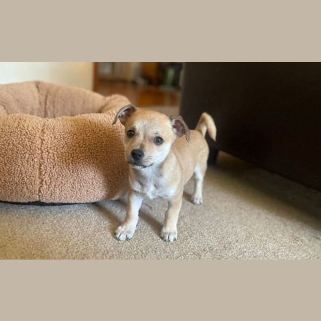 Photo of Noggin