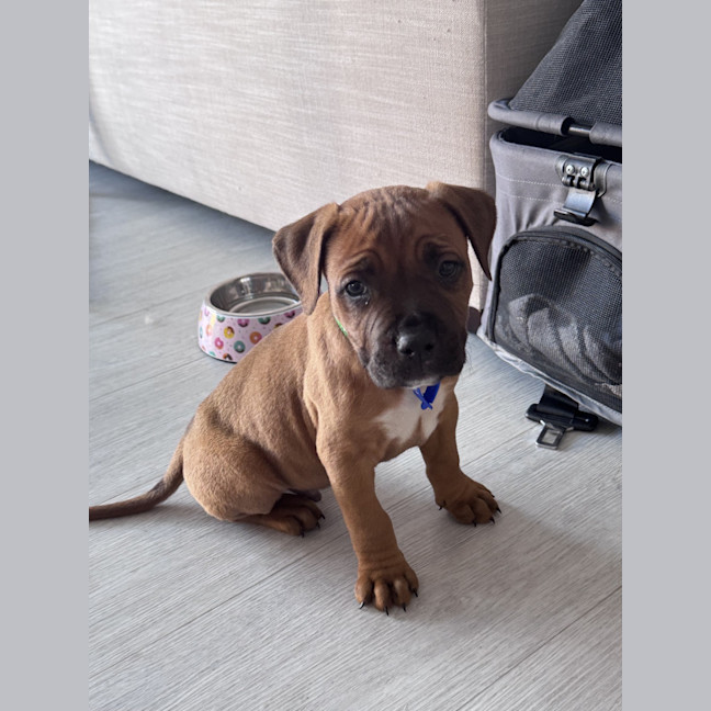 Photo of Stormy   9 Week Old American Staffy