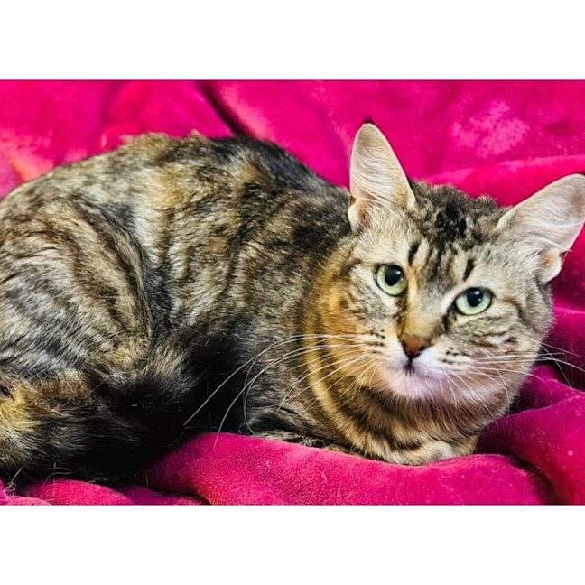 Photo of 12664   Tootsie