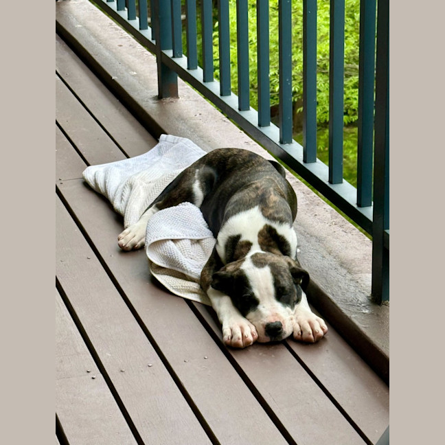 Photo of Chicken Pot Pie