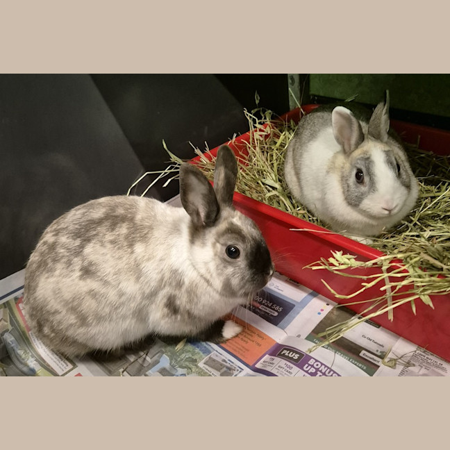 Photo of Tabitha (Bonded To Penny)