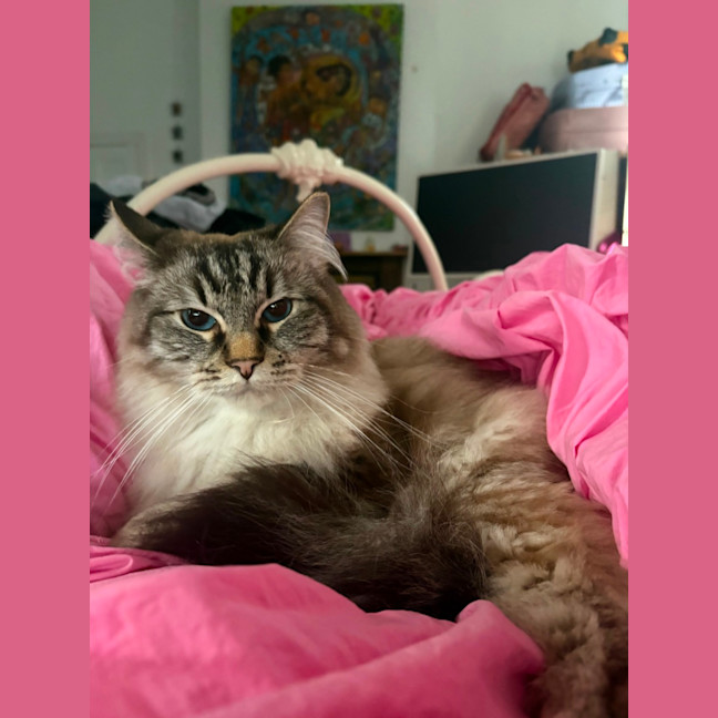 Photo of Tanuki ( Kiki)   The Gentle Giant