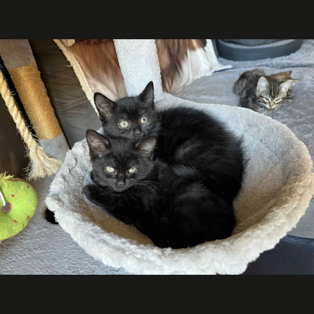 Photo of Charcoal **2nd Chance Cat Rescue**