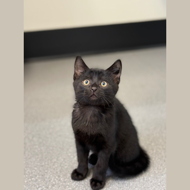 Photo of Toothless   Petstock Invermay