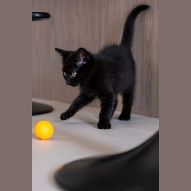 Photo of Midnight