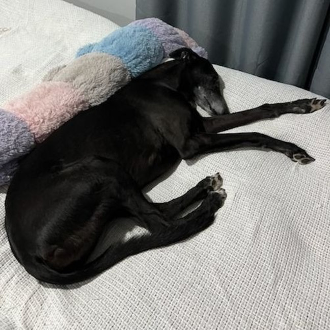 Photo of Boris The Greyhound