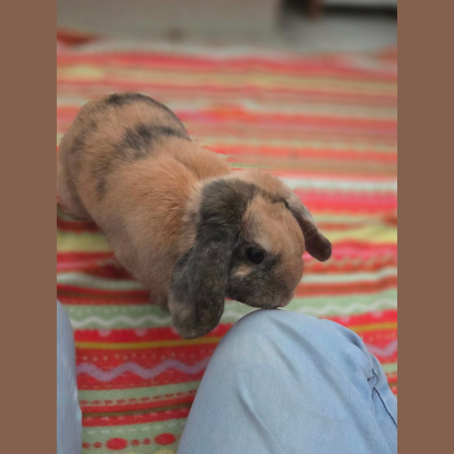 Photo of Peanut