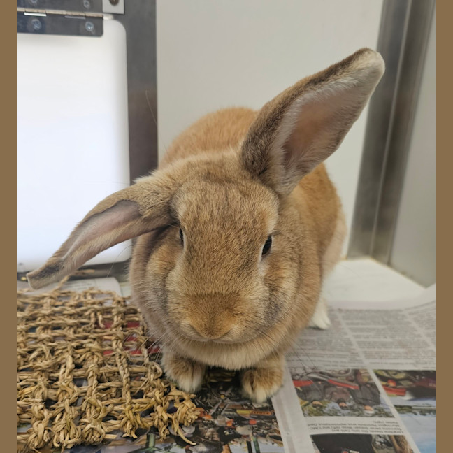 Photo of Peaches
