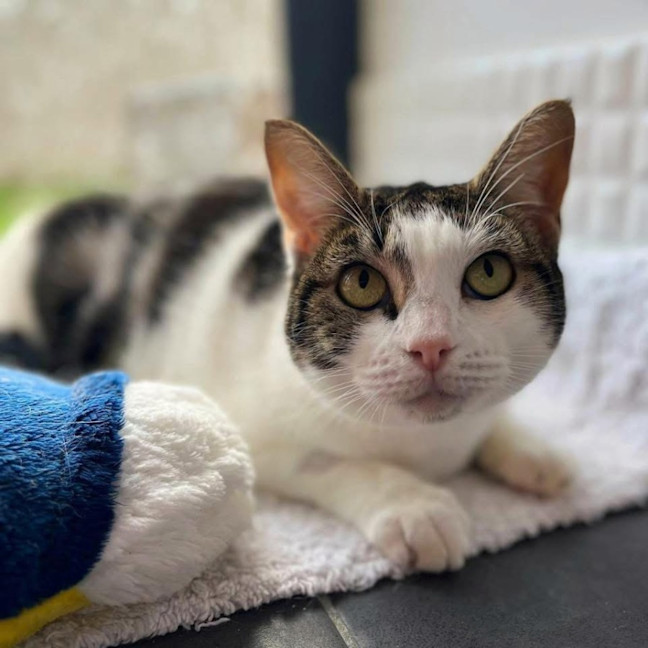 Photo of 11850   Pancake