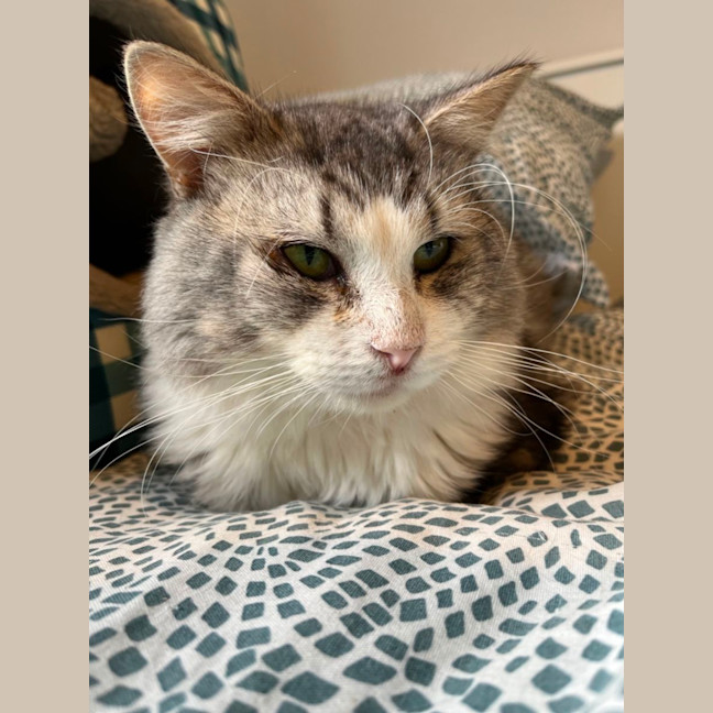 Photo of Harvey * 9 Lives Project Rescue*