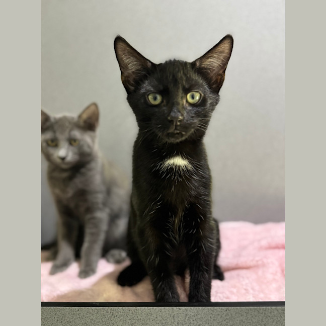 Photo of Ned (Ex Pot Stickers)