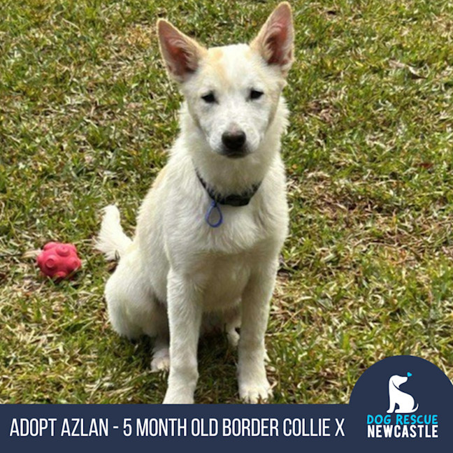 Photo of Azlan   5 Month Old Border Collie X Shepherd