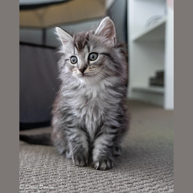 Photo of Dusty