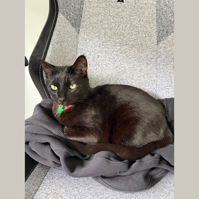 Photo of Belle