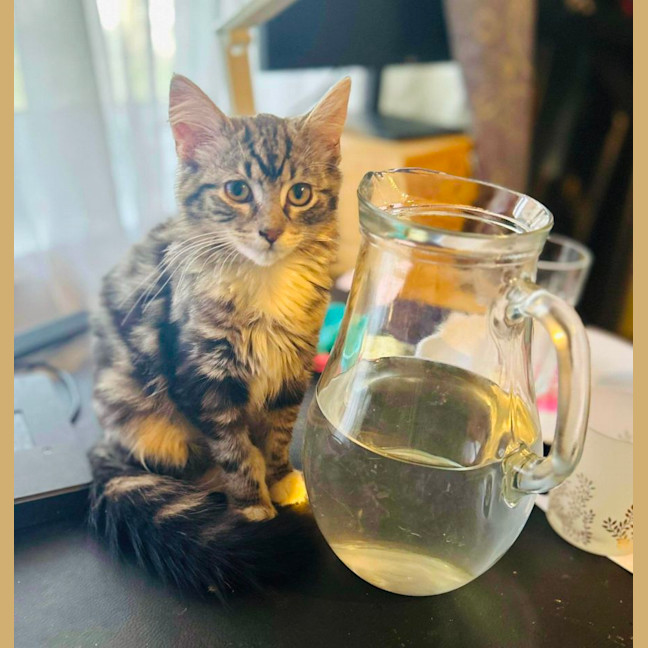 Photo of Jesse   Located In Surrey Hills 