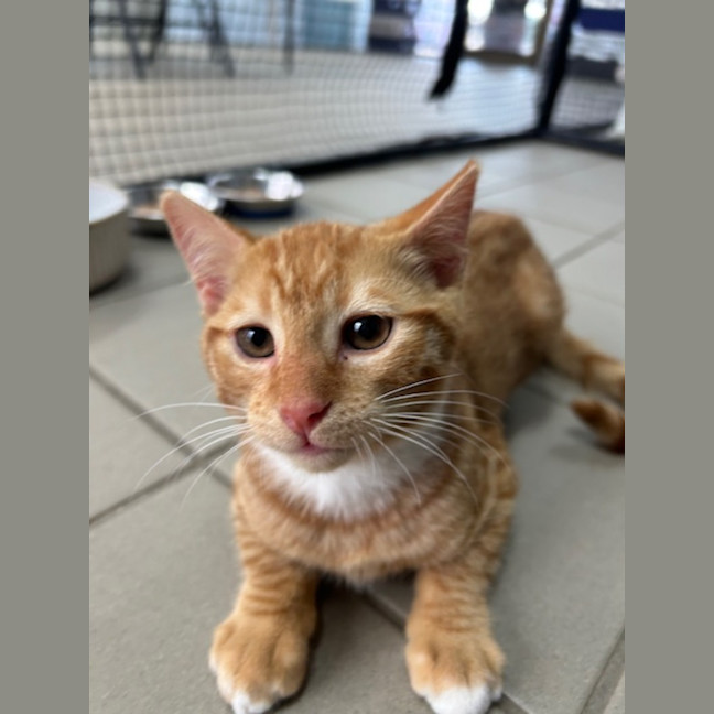 Photo of Garfield