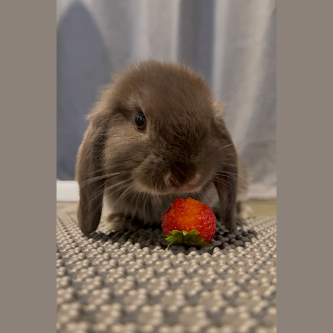 Photo of Cosmo