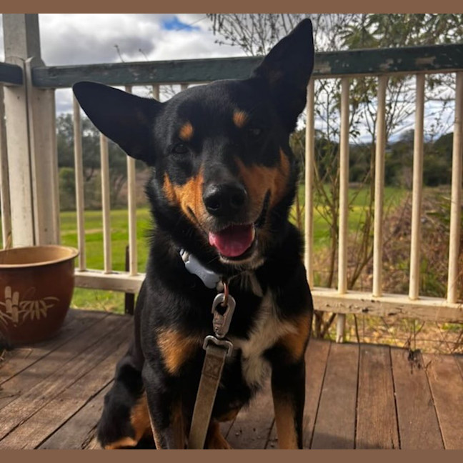 Photo of Ranger