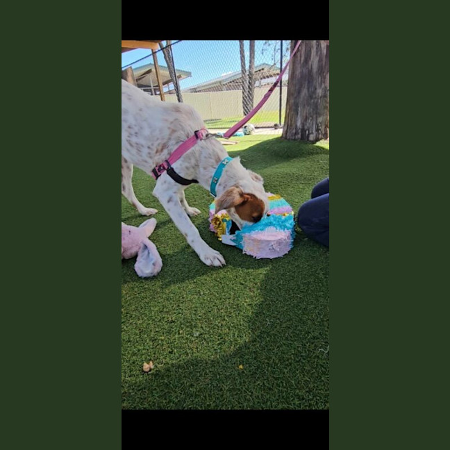 Photo of Colt