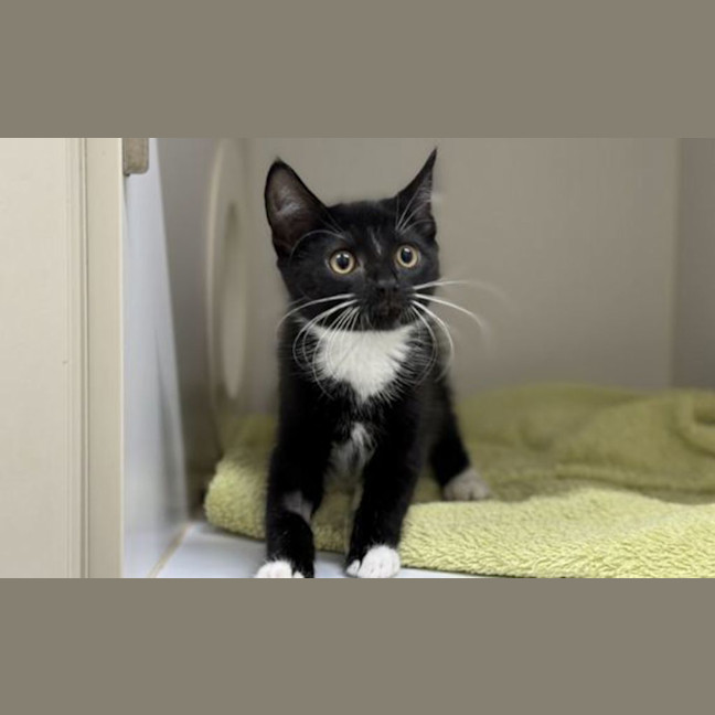 Photo of Luna
