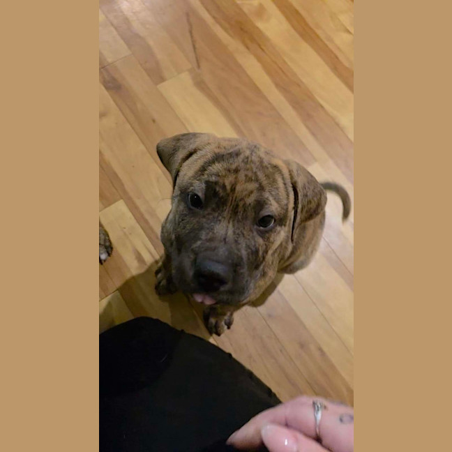 Photo of Rusty